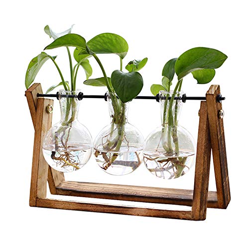 XXXFLOWER Plant Terrarium with Wooden Stand, Air Planter Bulb Glass ...