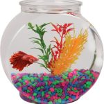 Best Fish for Bowl