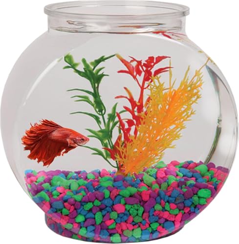 Best Fish for Bowl