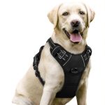 Best Harness for Labs