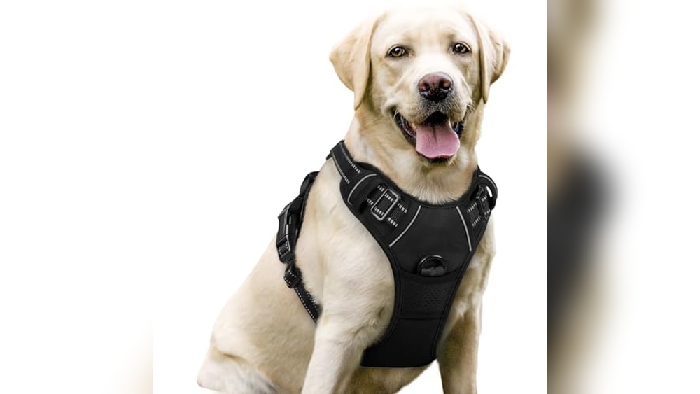 Best Harness for Labs