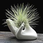 10 Best Containers for Air Plants: Our Expert-Vetted Top Picks