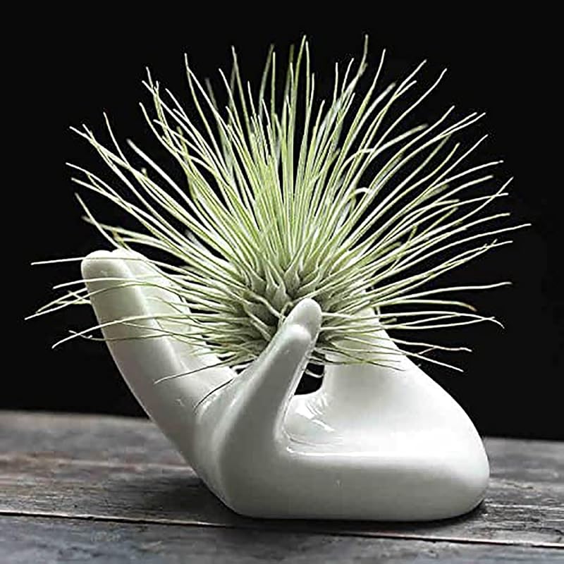 10 Best Containers for Air Plants: Our Expert-Vetted Top Picks
