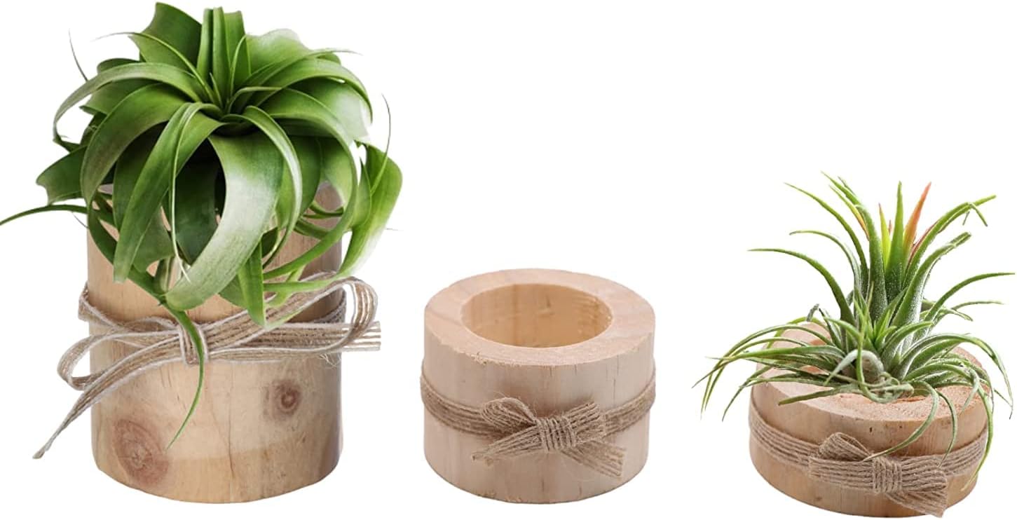 3-Pack Wooden Air Plant Holders