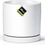 10 Best Pots For Monstera: Expert Picks for Healthy Growth