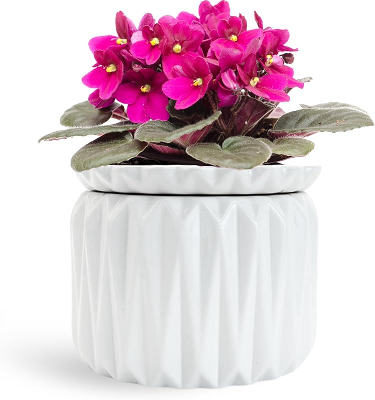 6 Inch Ceramic Self Watering African Violet Pot with Reservoir, Fill L