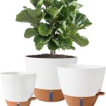 10 Best Pot For Peace Lily: Expert Selections for Optimal Growth