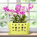 10 Best Pots For Amaryllis: Expert Picks for Stunning Blooms