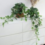 10 Best Realistic Fake Plants For Bathroom: Expert Picks