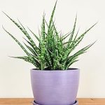 Meseta Planter 6.5-inch Lavender Indoor/Outdoor