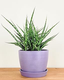 Meseta Planter 6.5-inch Lavender Indoor/Outdoor